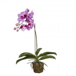 Орхидея SILK-KA